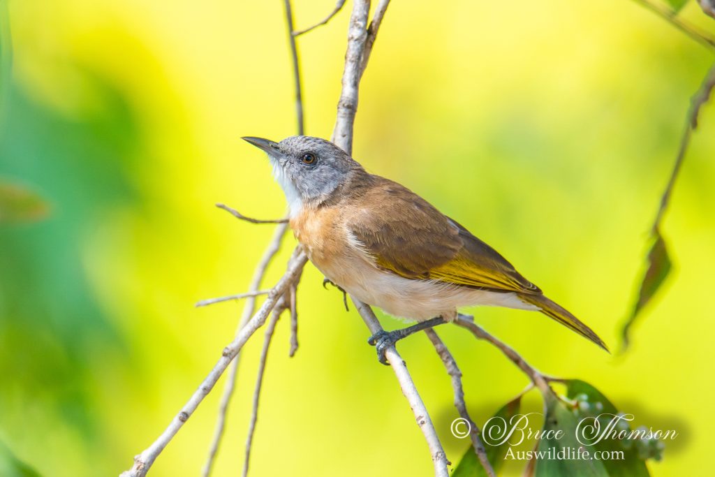 Rufous-banded Honeyeater
