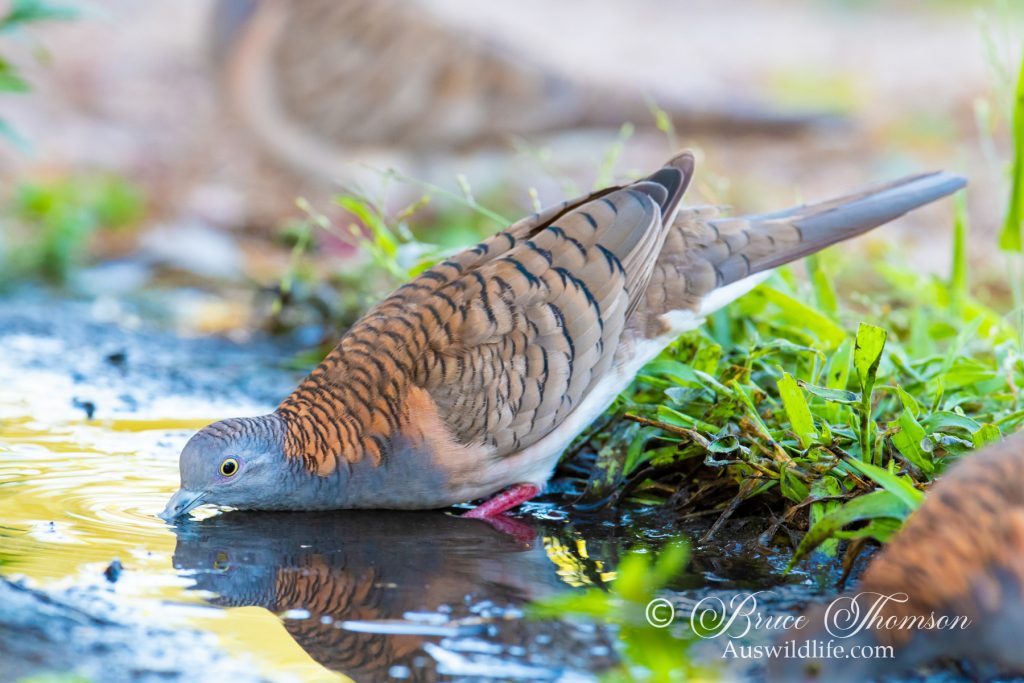 Bar-shouldered Dove