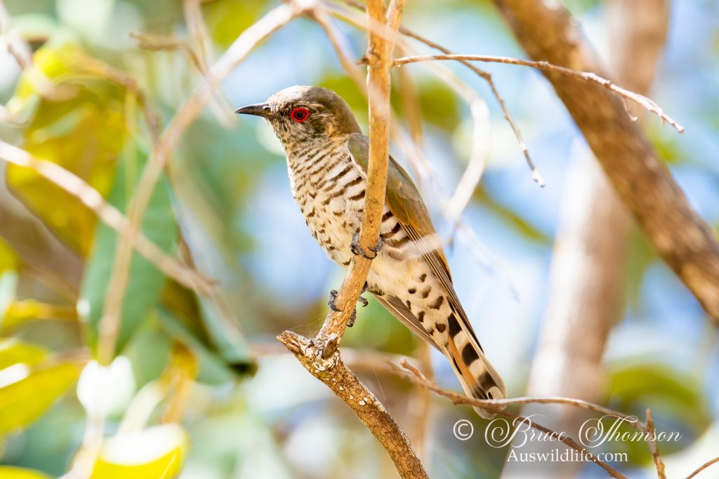 Little Bronze-cuckoo