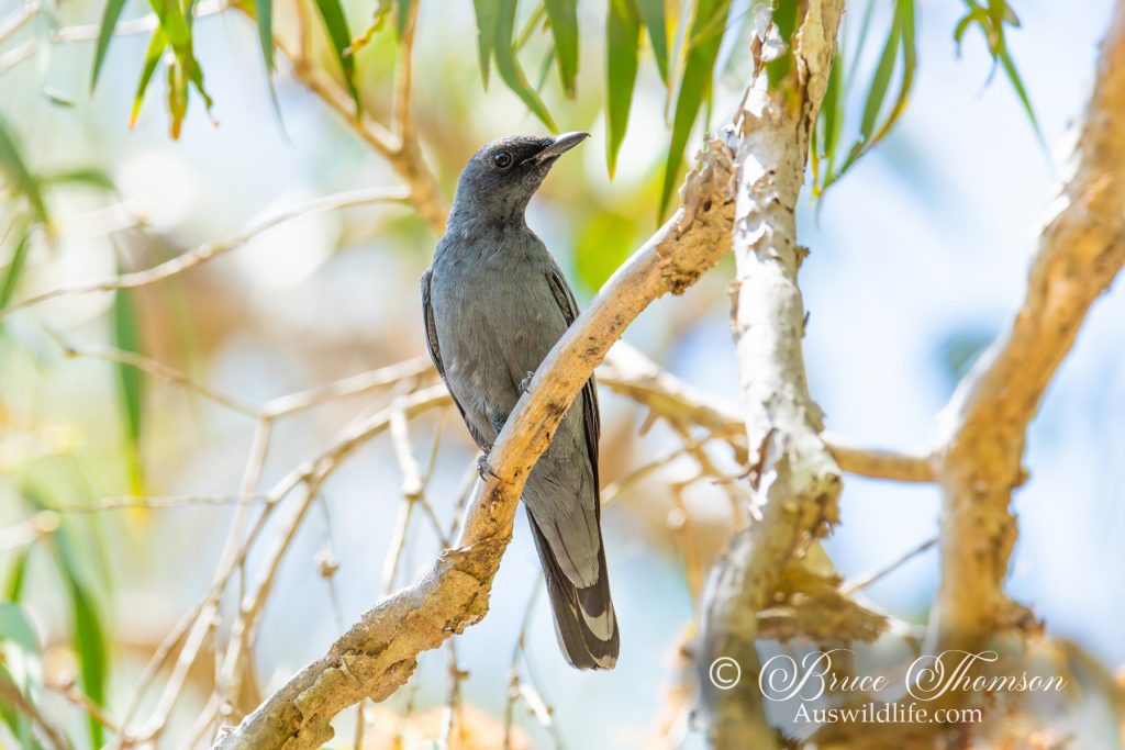 Common Cicadabird (male)