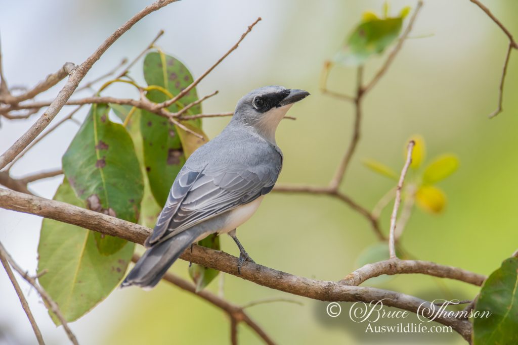White-bellied Cuckoo-shrike