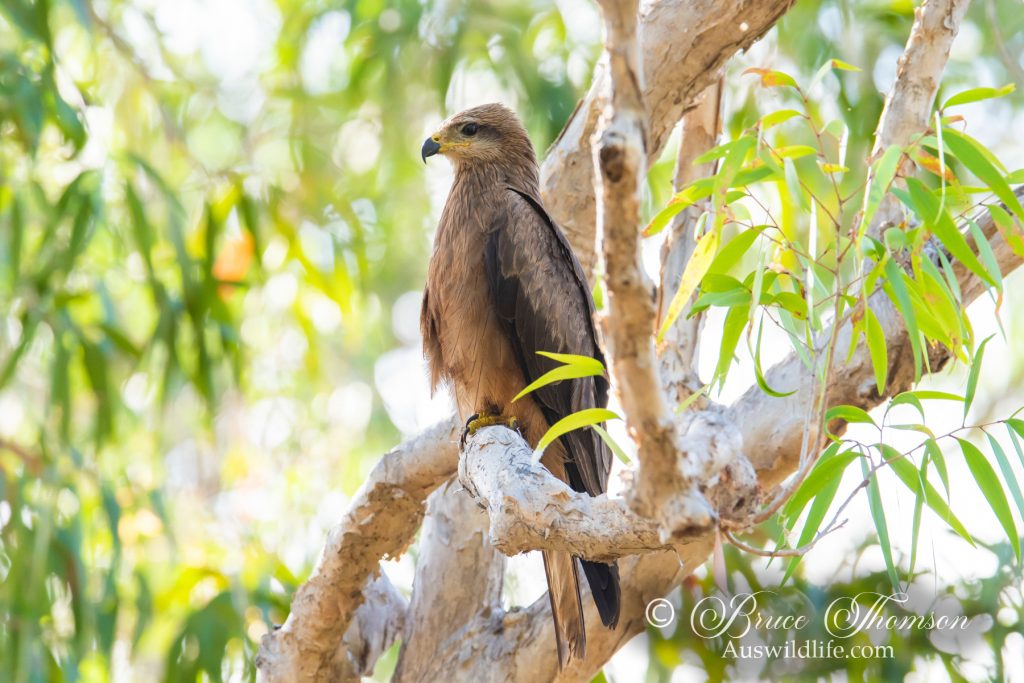 Black Kite
