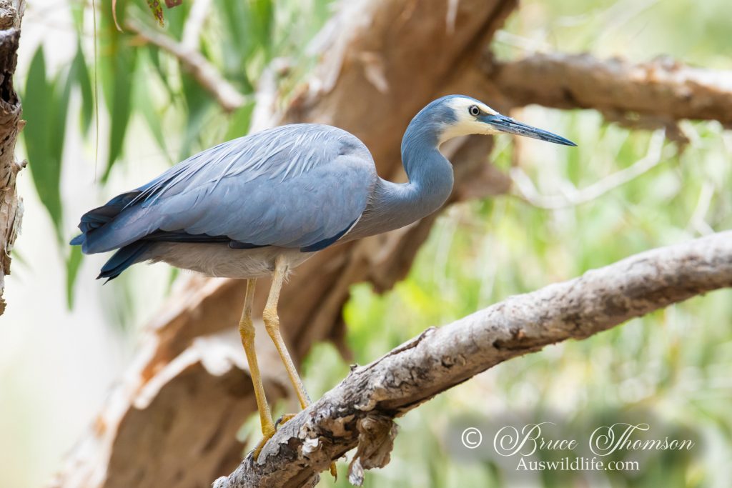 White-faced Heron