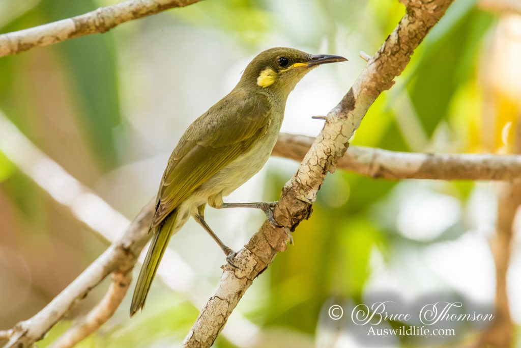 Yellow-spotted Honeyeater