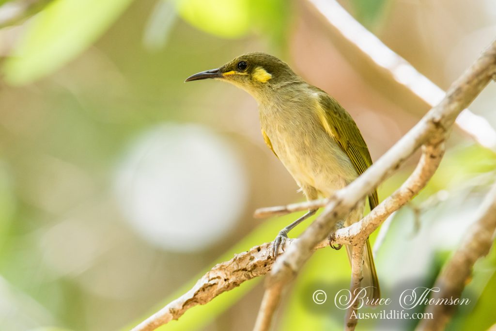 Yellow-spotted Honeyeater