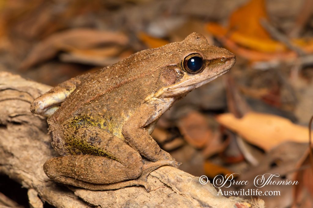 Wood Frog (Papurana daemeli)