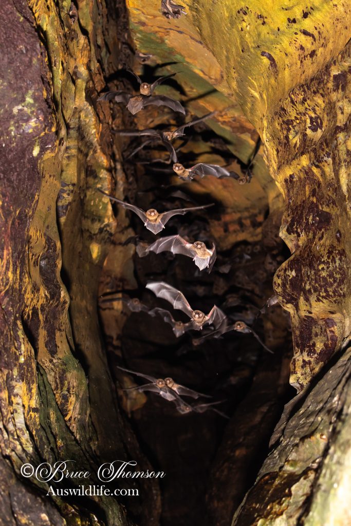 Australian Long-fingered (Bentwing) Bat (Miniopterus orianae oceanensis