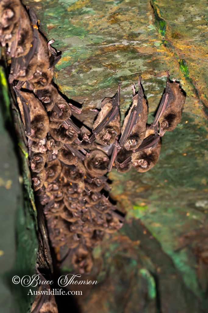 Australian Long-fingered (Bentwing) Bat (Miniopterus orianae oceanensis