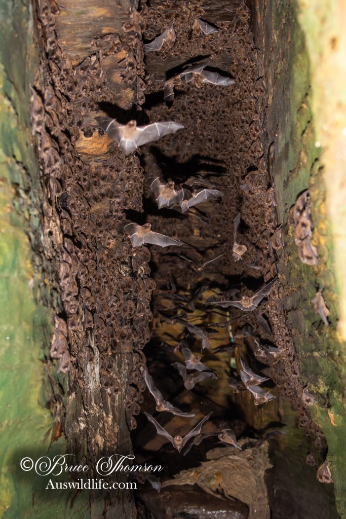 Australian Long-fingered (Bentwing) Bat (Miniopterus orianae oceanensis