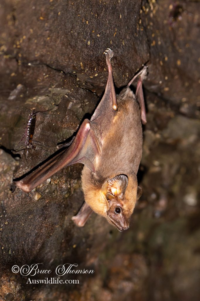 Coastal Sheathtail Bat (Taphozous australis)