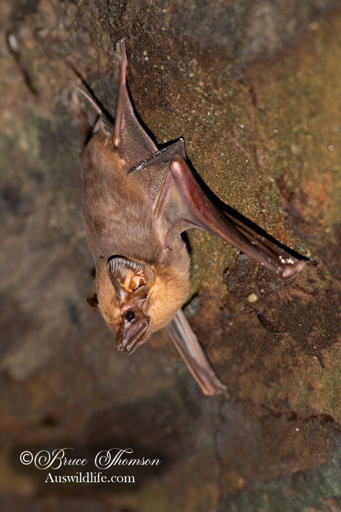Coastal Sheathtail Bat (Taphozous australis)