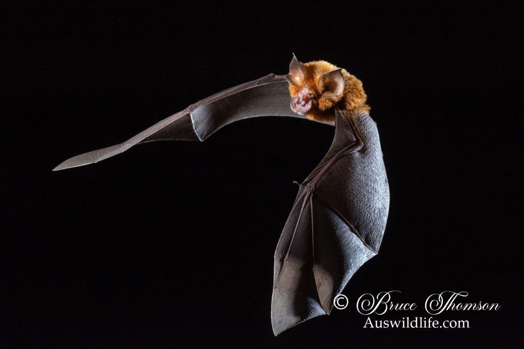 Eastern Horseshoe Bat (Rhinolophus megaphyllus)