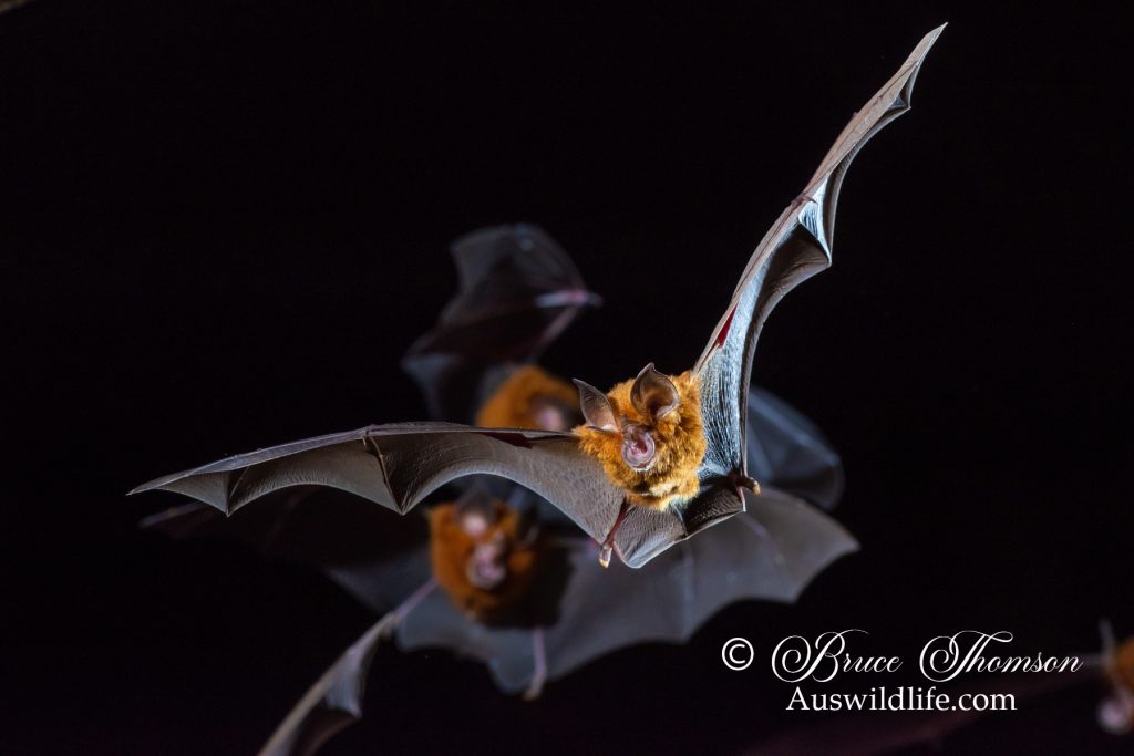 Eastern Horseshoe Bat (Rhinolophus megaphyllus)
