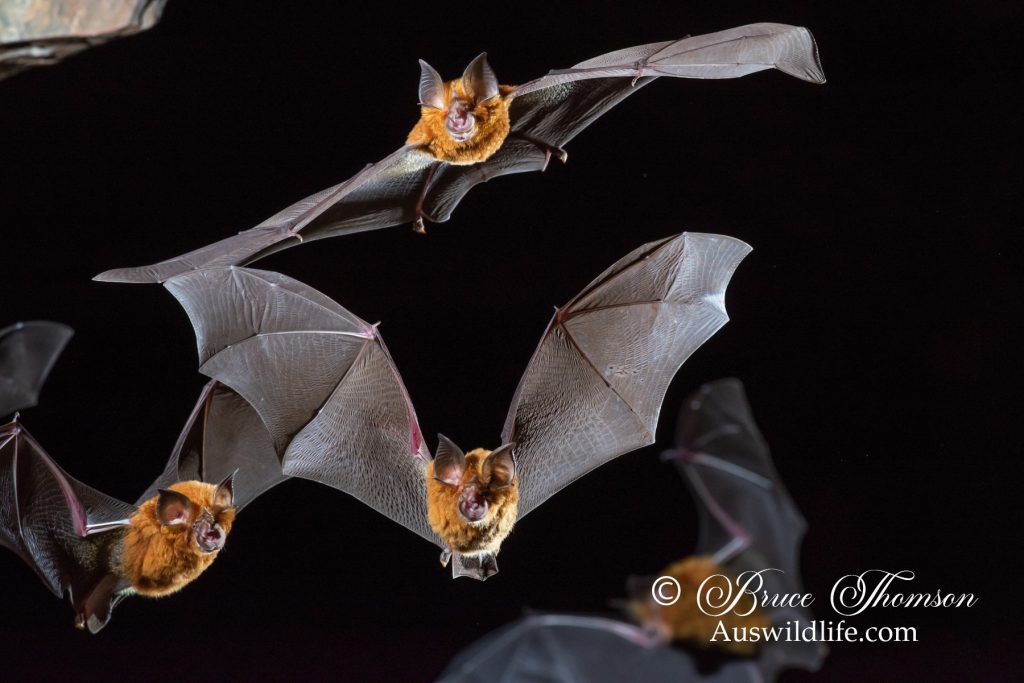 Eastern Horseshoe Bat (Rhinolophus megaphyllus)