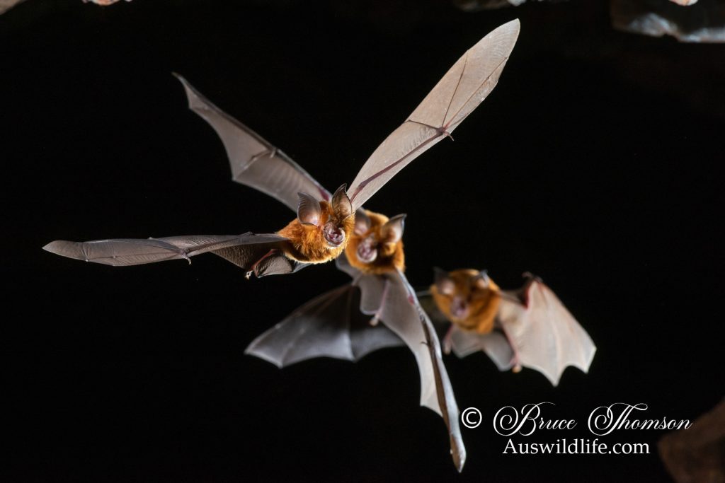 Eastern Horseshoe Bat (Rhinolophus megaphyllus)