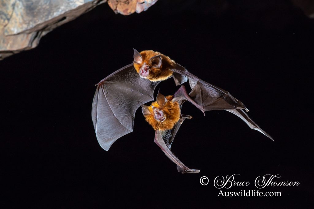 Eastern Horseshoe Bat (Rhinolophus megaphyllus)