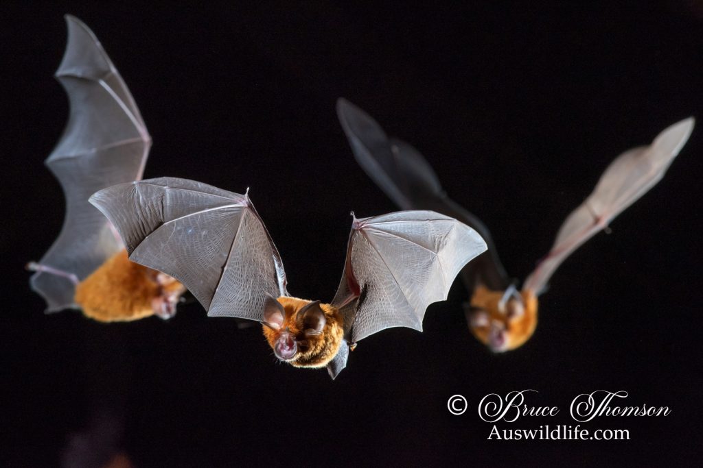 Eastern Horseshoe Bat (Rhinolophus megaphyllus)