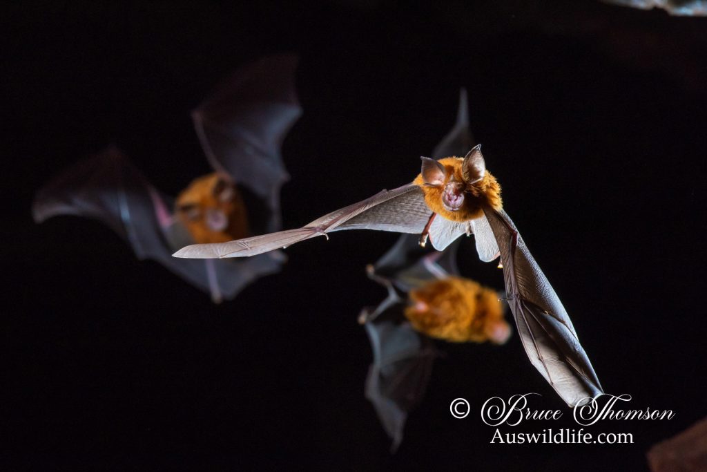 Eastern Horseshoe Bat (Rhinolophus megaphyllus)