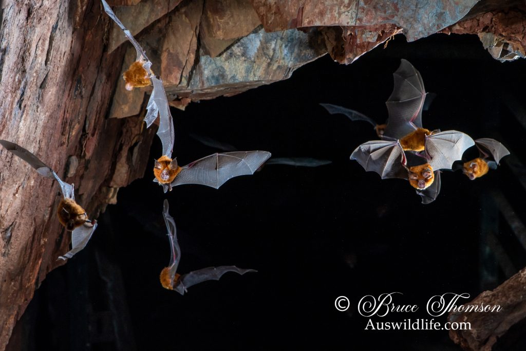 Eastern Horseshoe Bat (Rhinolophus megaphyllus)