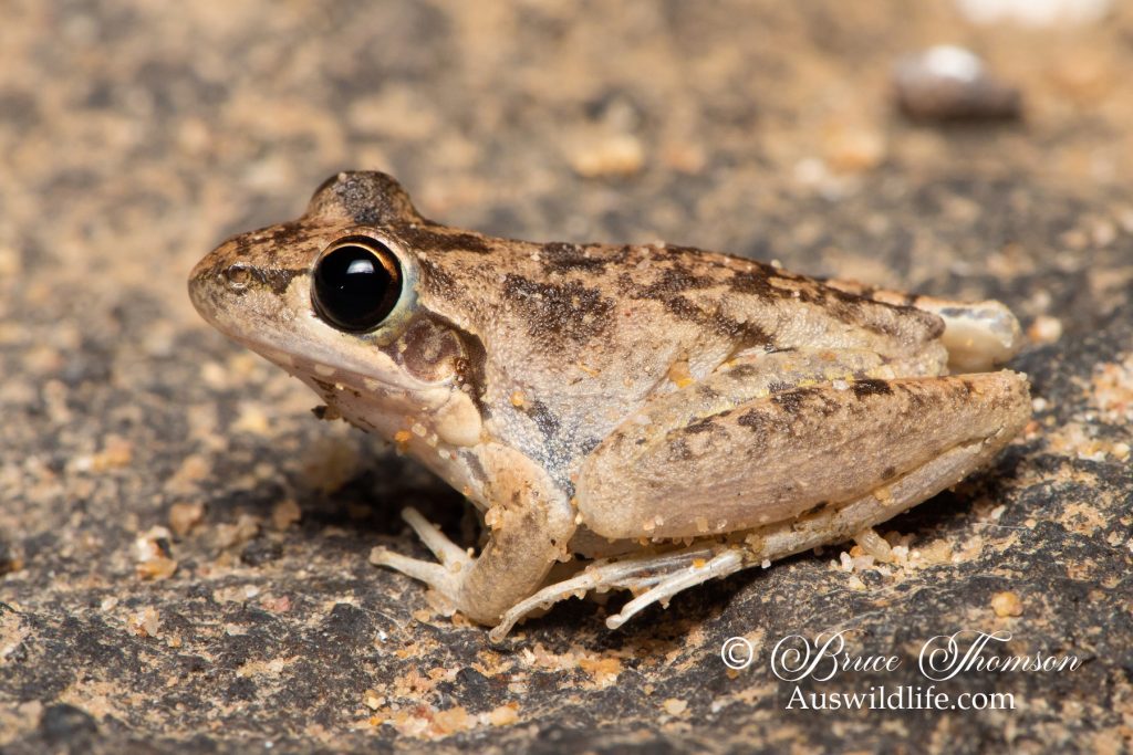 Broad-palmed Rocket Frog (Litoria latopalmata)