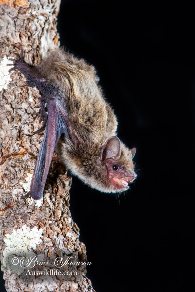 Mangrove Pipistrelle (Pipistrellus westralis)