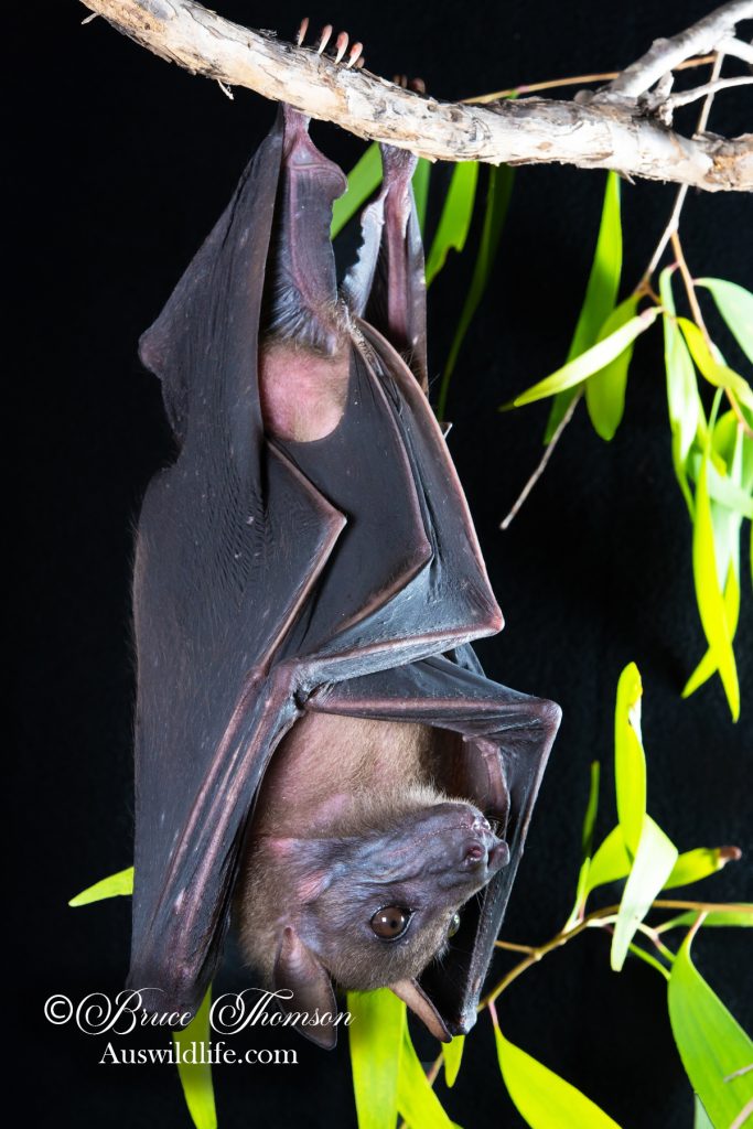 Naked-backed Fruit Bat (Dobsonia magna)
