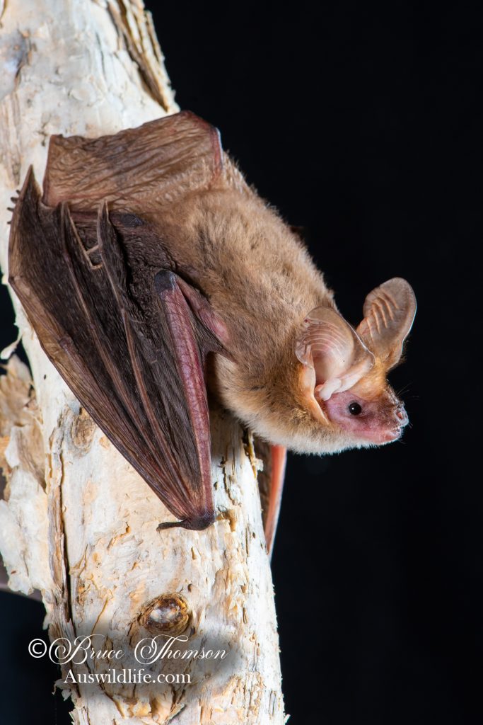 Lesser Long-eared Bat (Nyctophilus geoffroyi)