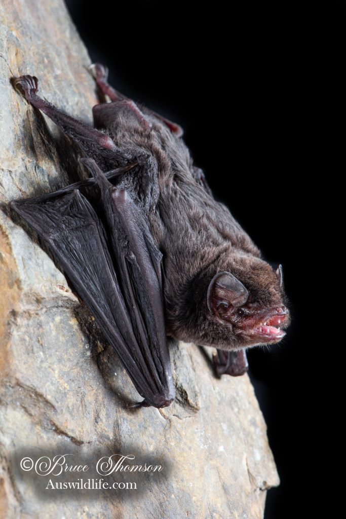 uAustralian Long-fingered (Bentwing) Bat (Miniopterus orianae oceanensis)