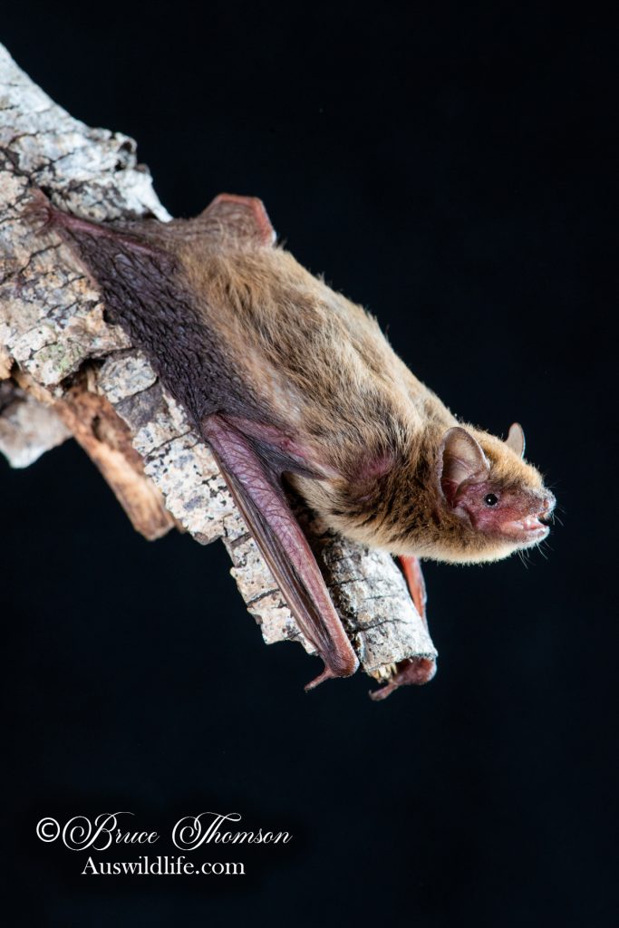 Midnight Pipistrelle (Pipistrellus adamsi)