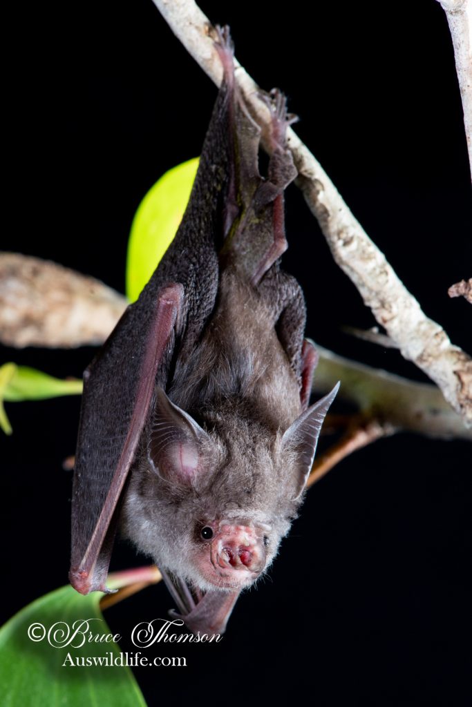 Semon's Leaf-nosed Bat (Doryrhina semoni)