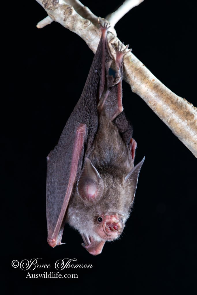 Semon's Leaf-nosed Bat (Doryrhina semoni)