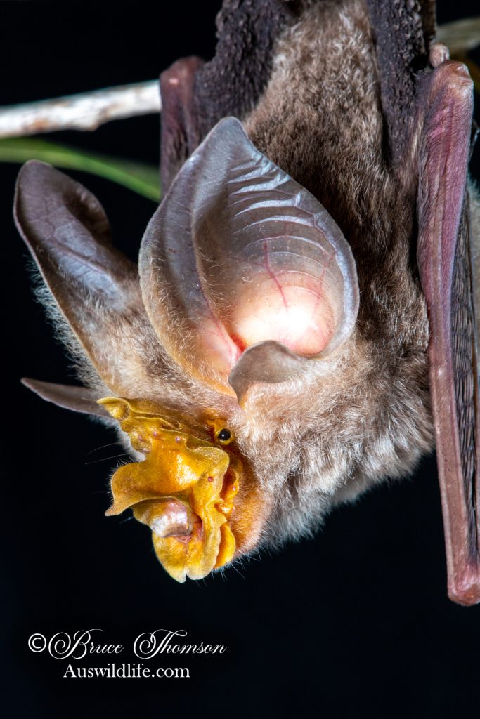 Large-eared Horseshoe Bat (Rhinolophus robertsi)