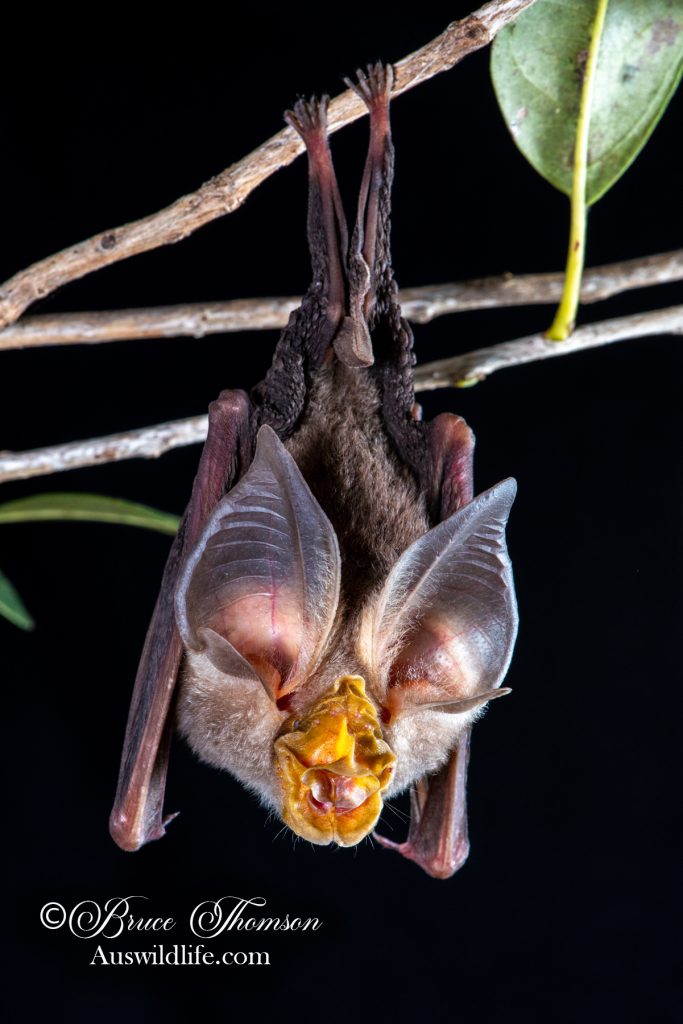 Large-eared Horseshoe Bat (Rhinolophus robertsi)