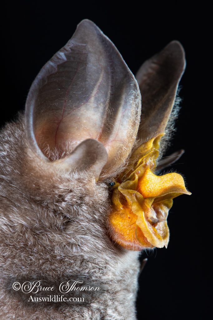 Large-eared Horseshoe Bat (Rhinolophus robertsi)