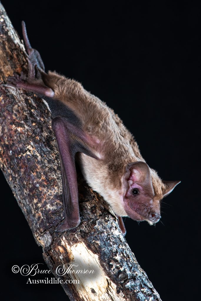 Northern Freetail Bat (Ozimops lumsdenae)