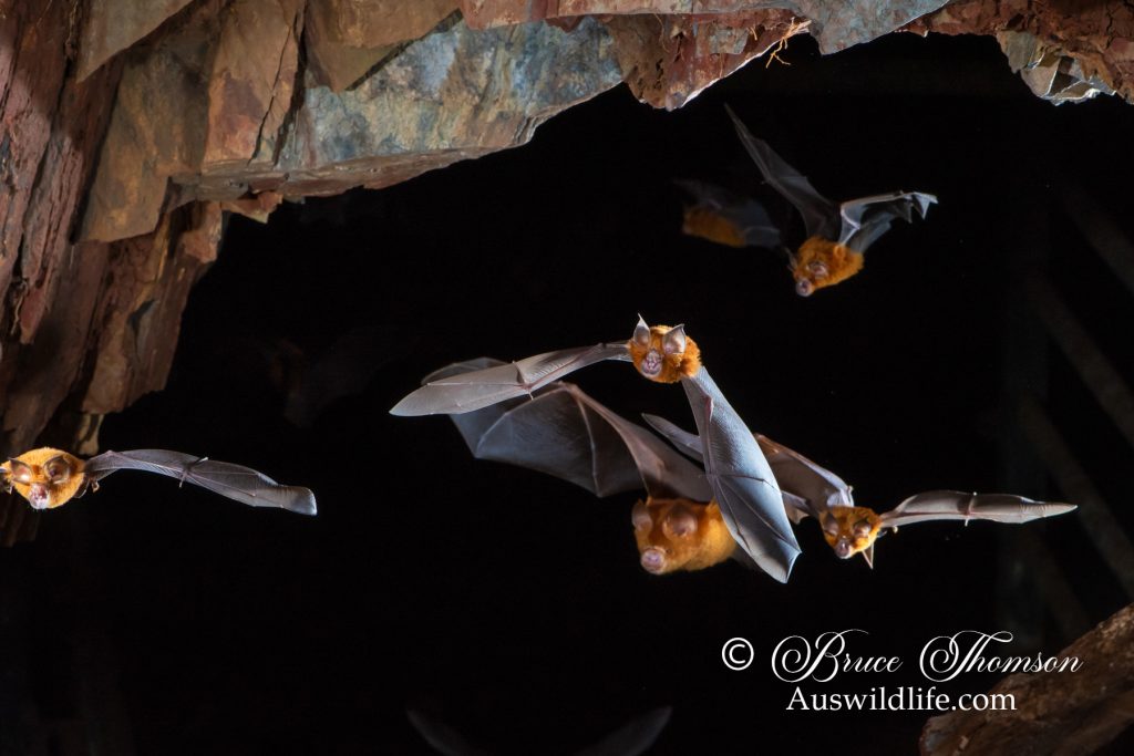 Eastern Horseshoe Bat (Rhinolophus megaphyllus)