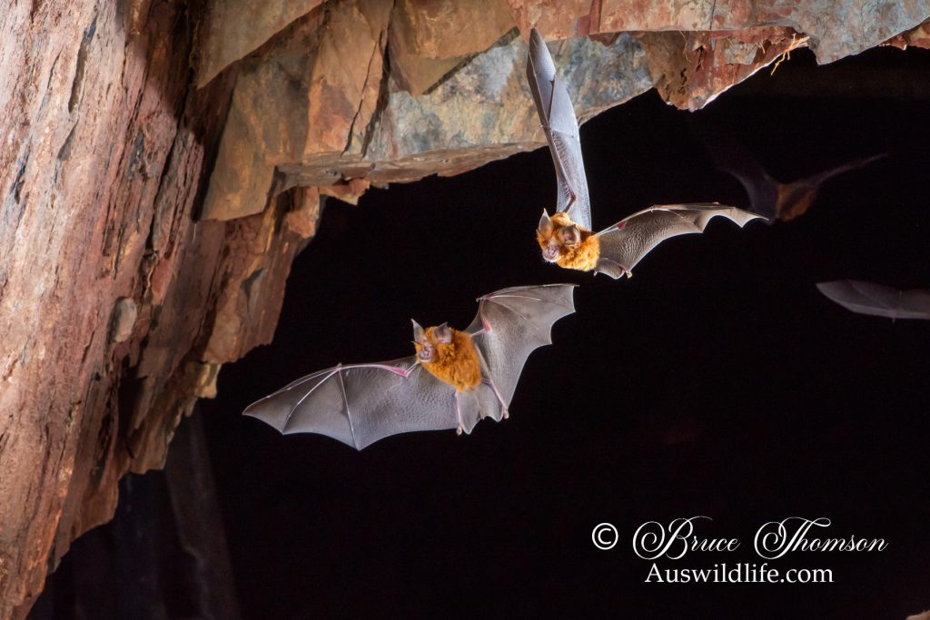 Eastern Horseshoe Bat (Rhinolophus megaphyllus)