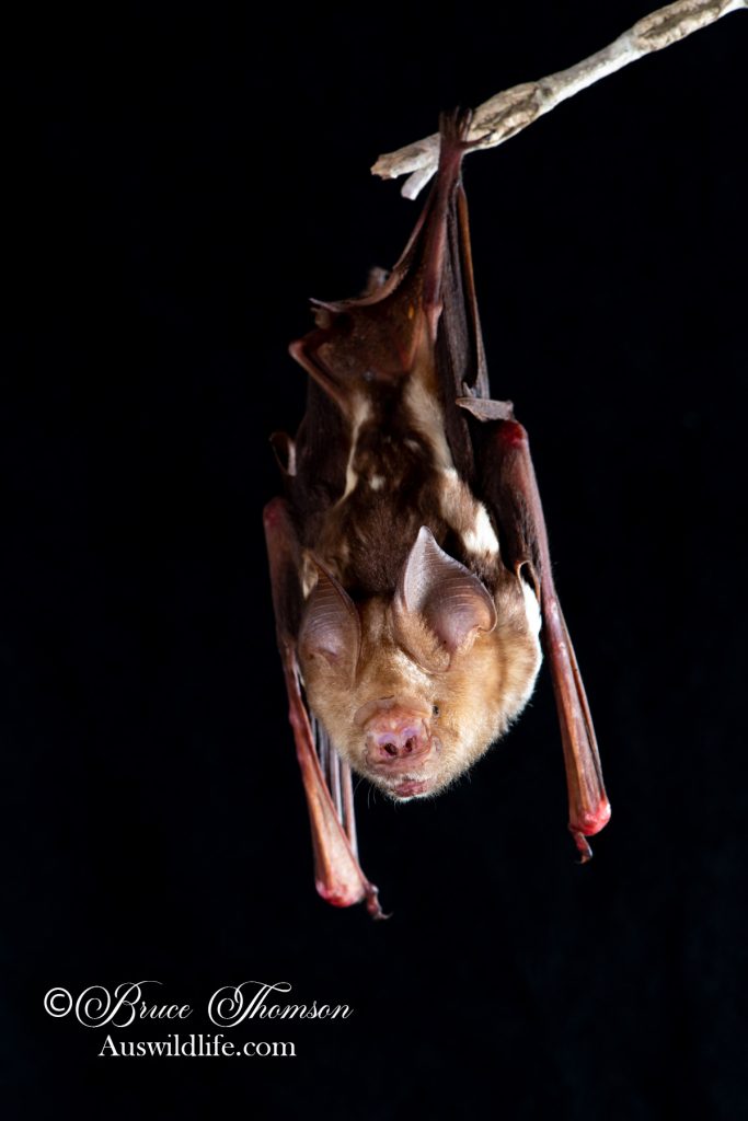 Diadem Leaf-nosed Bat (Hipposideros diadema)