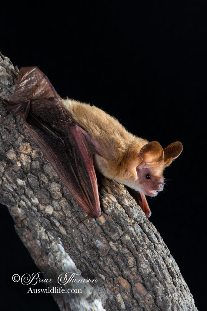 Eastern Long-eared Bat (Nyctophilus bifax)