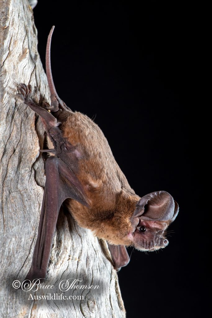 Greater Free-tailed Bat (Chaerephon jobensis)