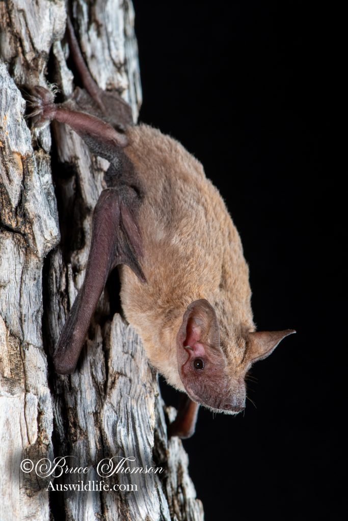 Cape York free-tailed Bat (Ozimops halli)