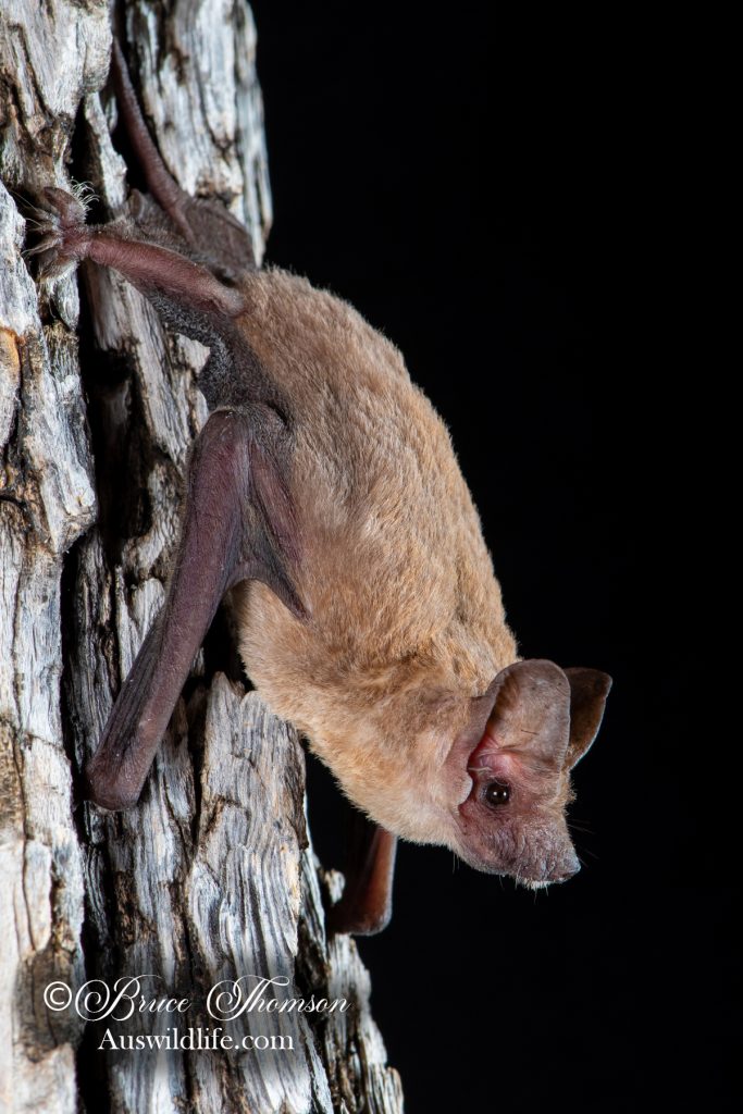 Cape York free-tailed Bat (Ozimops halli)