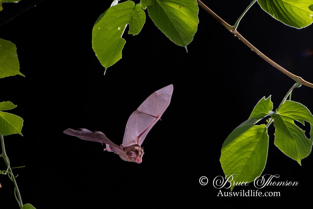Eastern Horseshoe Bat (Rhinolophus megaphyllus)