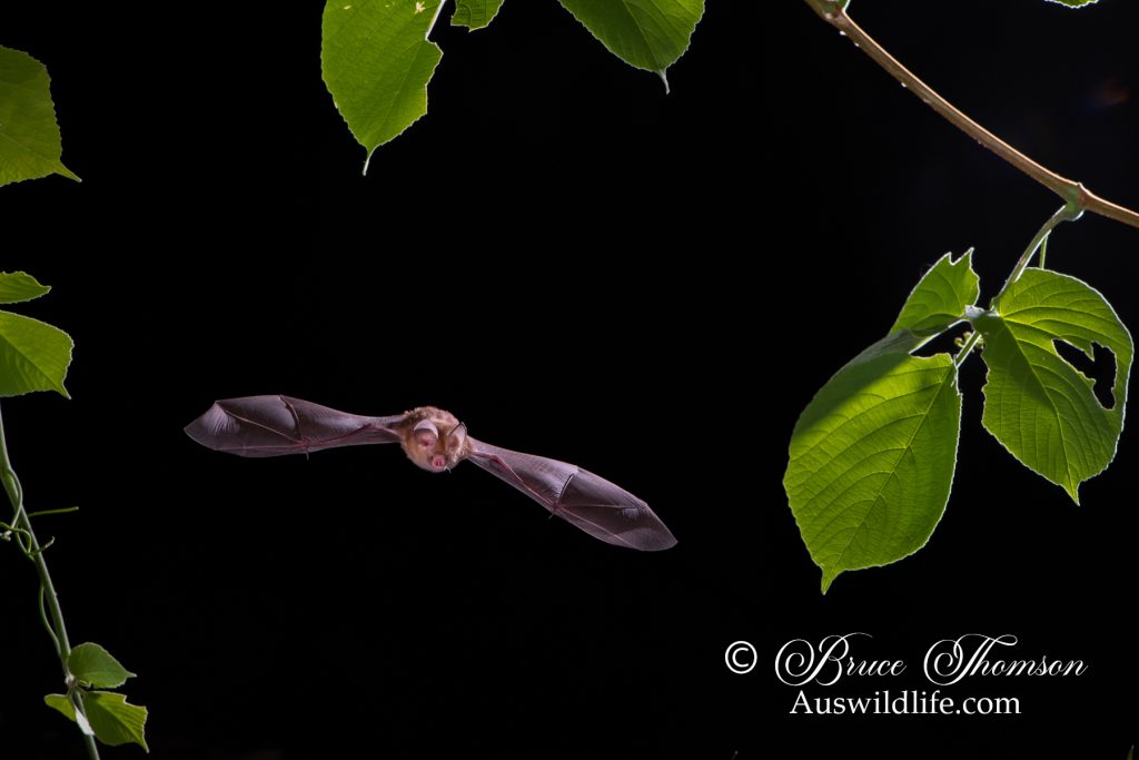 Dusky Leafnosed Bat, Hipposideros ater