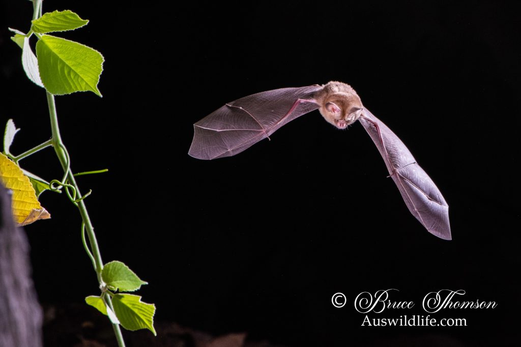 Dusky Leafnosed Bat, Hipposideros ater