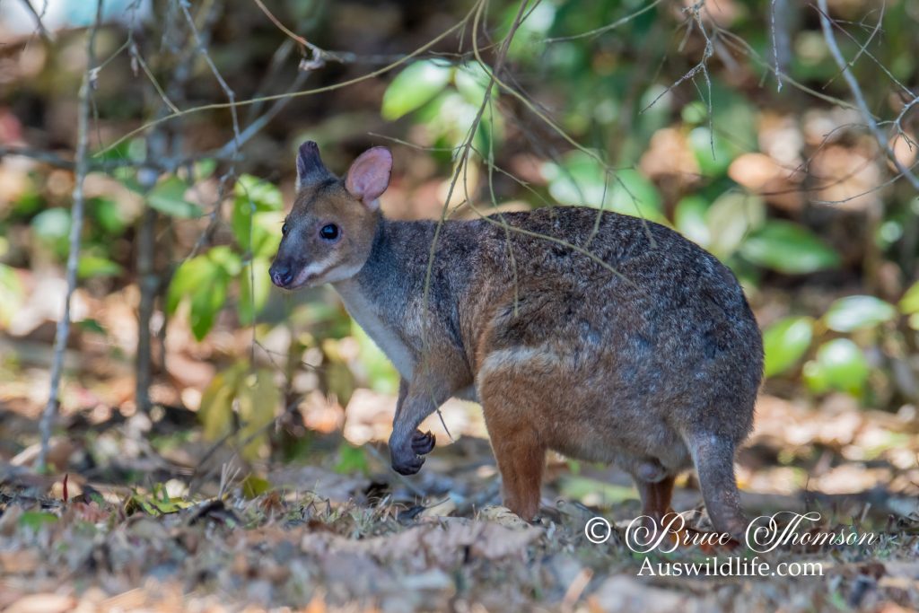 Red-legged Pademelon (Thylogale stigmatica)