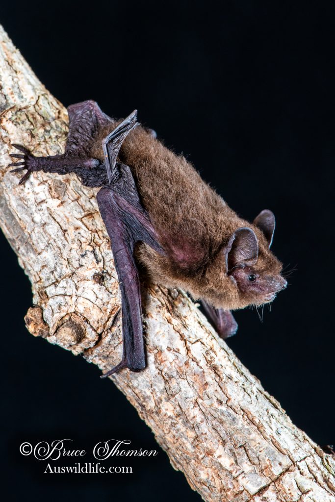 Midnight Pipistrelle (Pipistrellus adamsi)
