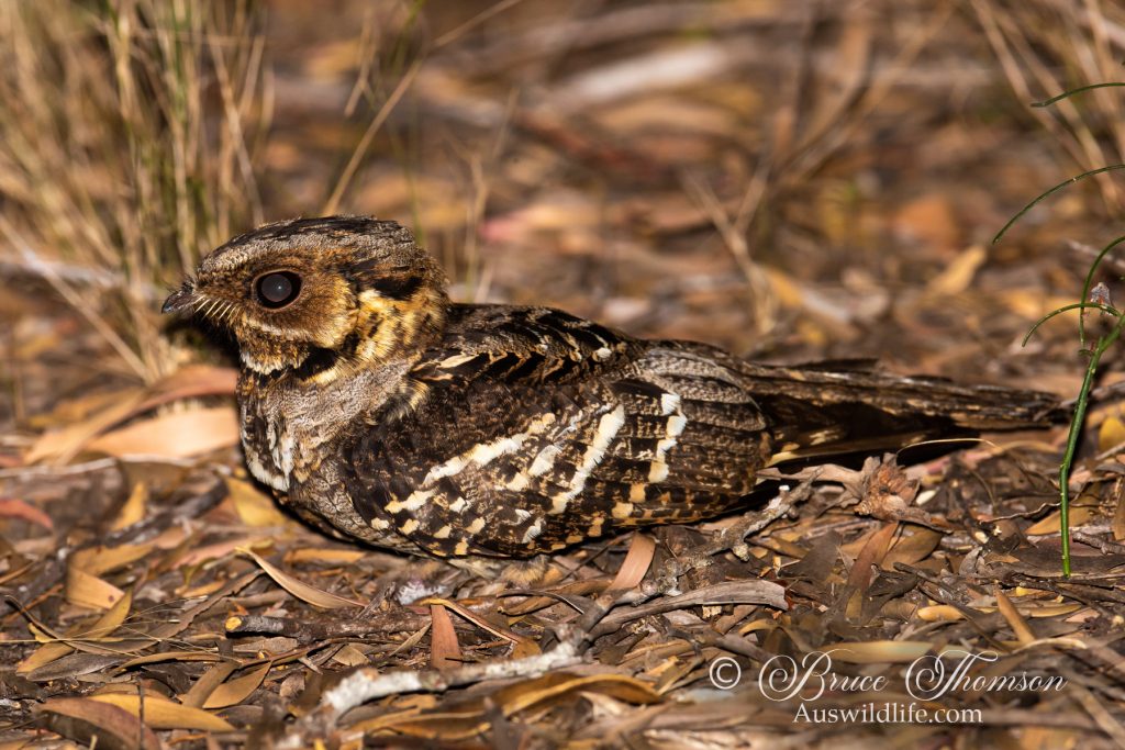 Large-tailed Nightjar