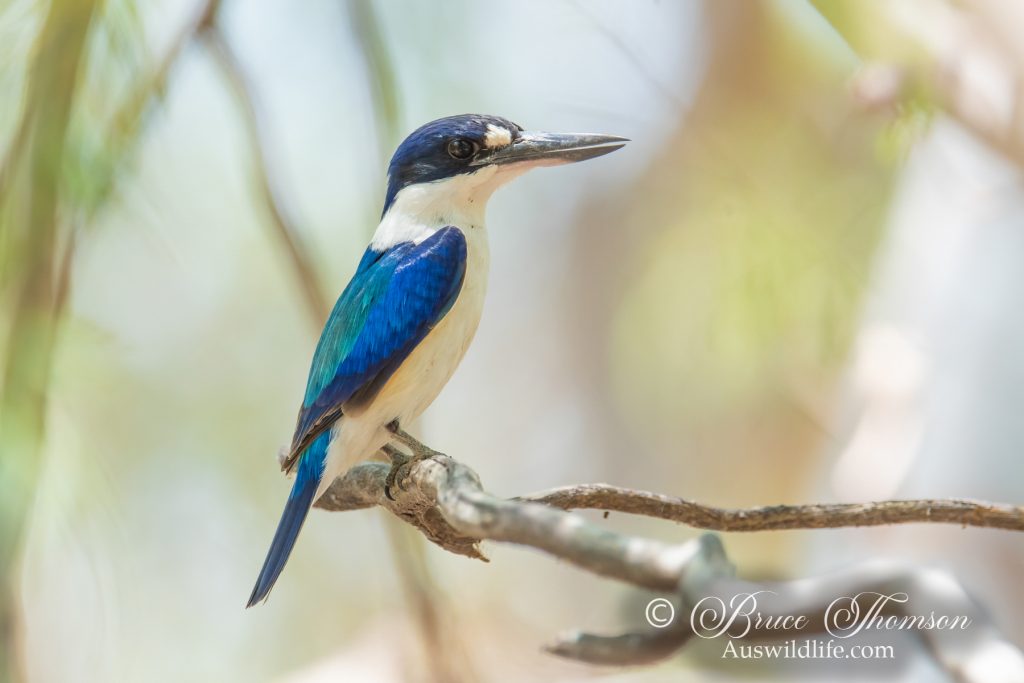 Forest Kingfisher