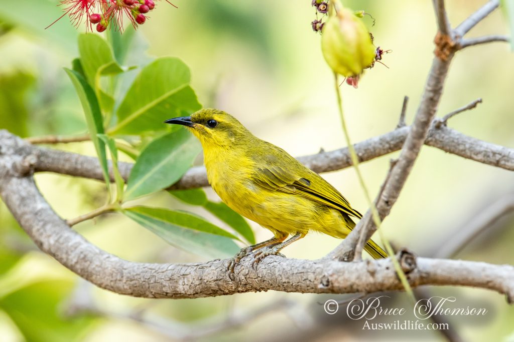 Yellow Honeyeater